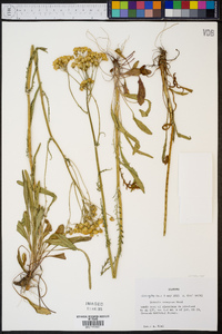 Senecio anonymus image