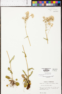 Packera obovata image