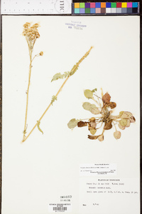 Packera obovata image