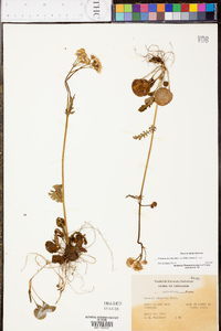 Packera obovata image