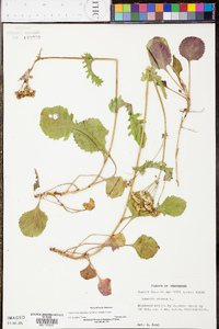 Packera obovata image