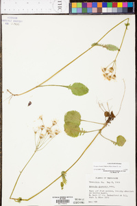 Packera obovata image