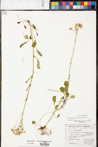 Packera obovata image