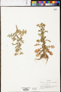 Rugelia nudicaulis image