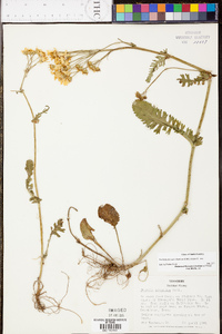 Packera obovata image