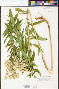 Eupatorium altissimum image