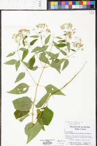 Eupatorium altissimum image