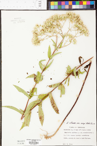 Eupatorium album var. vaseyi image