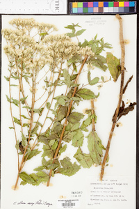 Eupatorium album image