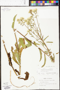 Eupatorium album image