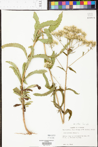 Eupatorium album image