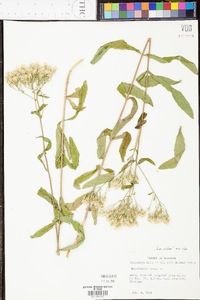 Eupatorium album image