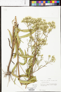 Eupatorium album image