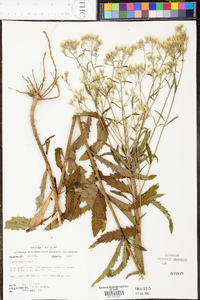 Eupatorium album image