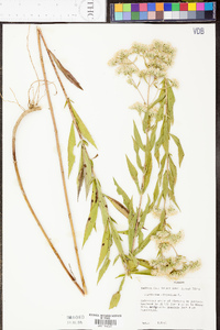 Eupatorium altissimum image