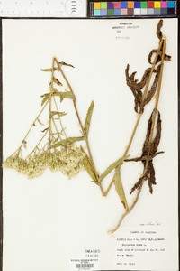 Eupatorium album image
