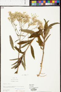 Eupatorium album image