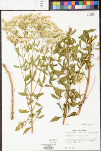 Eupatorium cuneifolium image