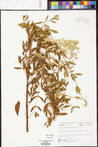 Eupatorium cuneifolium image