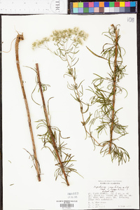 Eupatorium cuneifolium image