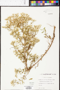 Eupatorium cuneifolium image