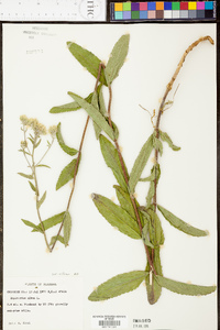 Eupatorium album image