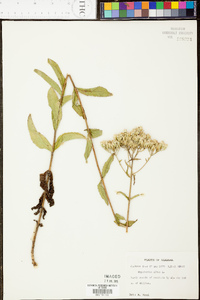 Eupatorium album image