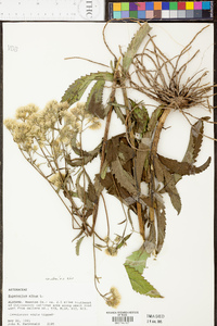 Eupatorium album image