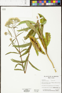 Eupatorium album image