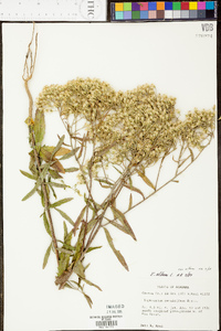 Eupatorium album image