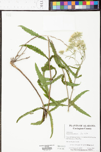 Eupatorium album image