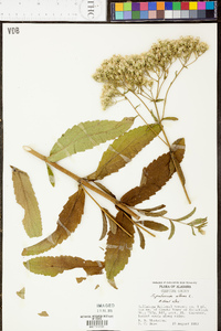 Eupatorium album image