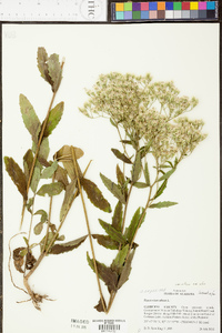 Eupatorium album image