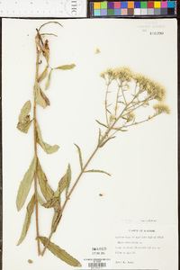 Eupatorium album image