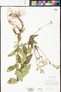 Eupatorium pilosum image