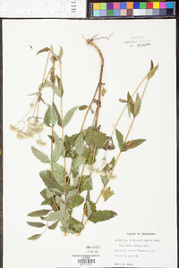 Eupatorium pilosum image