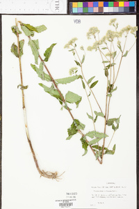 Eupatorium pilosum image