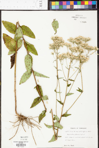 Eupatorium pilosum image