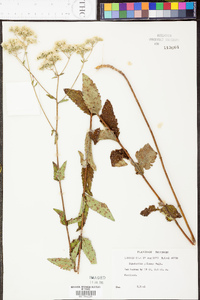 Eupatorium pilosum image