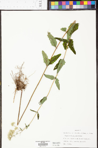 Eupatorium pilosum image