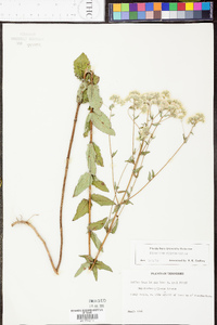 Eupatorium pilosum image