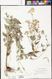 Eupatorium pilosum image