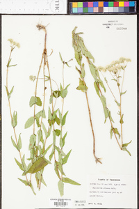 Eupatorium pilosum image