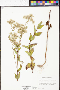 Eupatorium pilosum image