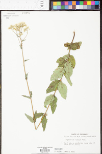 Eupatorium pilosum image