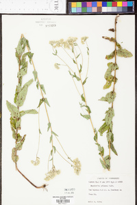 Eupatorium pilosum image