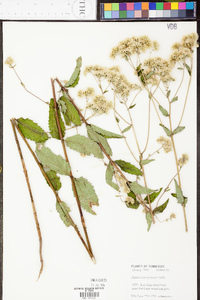 Eupatorium pilosum image