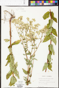 Eupatorium pilosum image