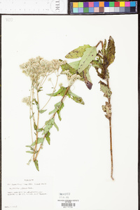 Eupatorium pilosum image