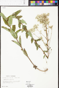 Eupatorium pilosum image